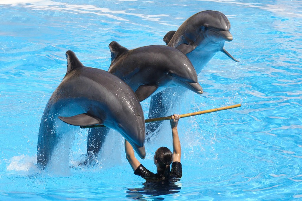 A trio of dolphins leaping over a pole held by a trainer